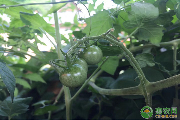 5月份可以種植什么蔬菜？-圖片版權歸惠農(nóng)網(wǎng)所有