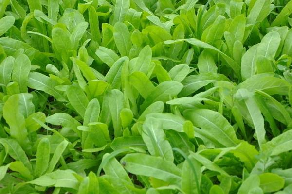 5月份可以种植哪些蔬菜？
