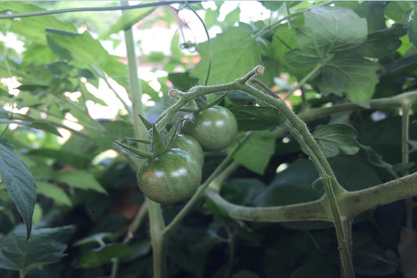 5月份上市的蔬菜有哪些？