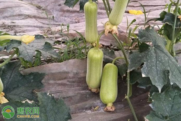 丝瓜种植管理技术-图片版权归惠农网所有