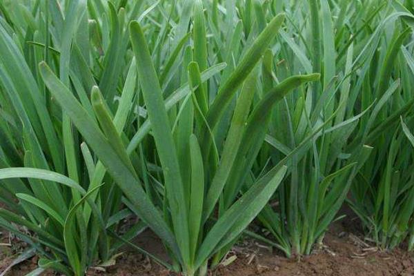 5月能种什么蔬菜？