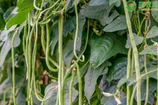 豆角的種植方法和管理技術(shù)-圖片版權(quán)歸惠農(nóng)網(wǎng)所有