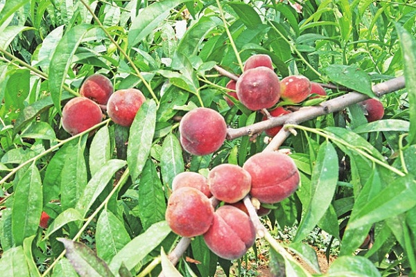 水果成熟季节月份大全