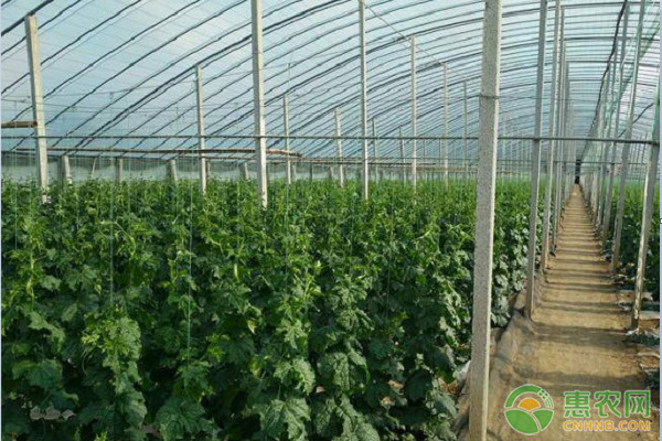 絲瓜苗怎么種植和管理？-圖片版權歸惠農網所有
