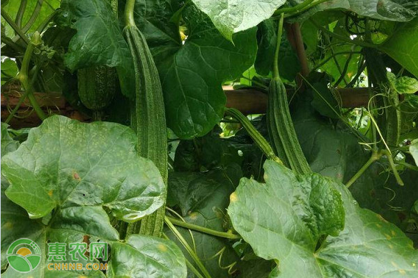 絲瓜苗怎么種植和管理？-圖片版權歸惠農網所有