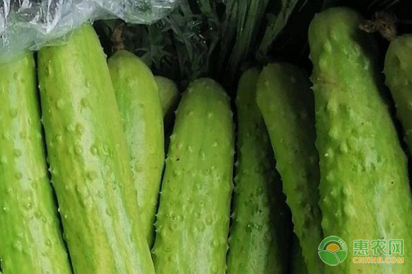 黃瓜種植技術(shù)和管理要點(diǎn)-圖片版權(quán)歸惠農(nóng)網(wǎng)所有