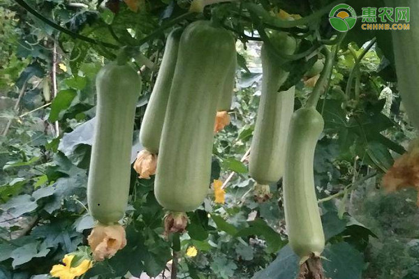 絲瓜種植方法及注意事項-圖片版權(quán)歸惠農(nóng)網(wǎng)所有