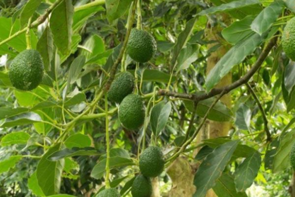 牛油果成熟季节是几月份？