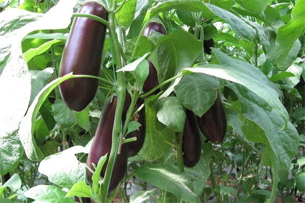 茄子成熟季节是几月？