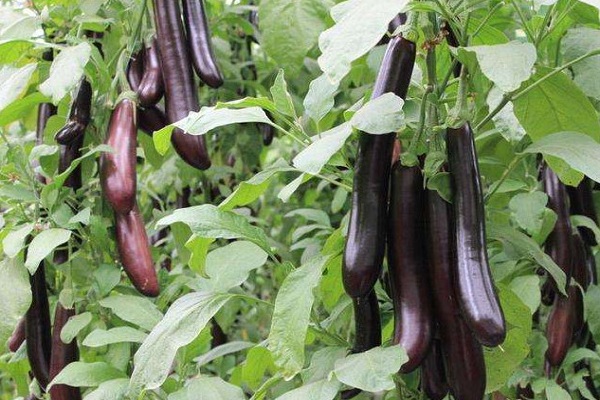 茄子种植株距行距是多少？