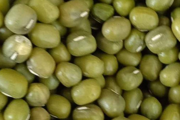 绿豆什么季节成熟？
