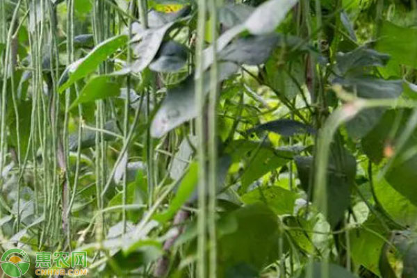 豆角的种植方法与管理技术-图片版权归惠农网所有