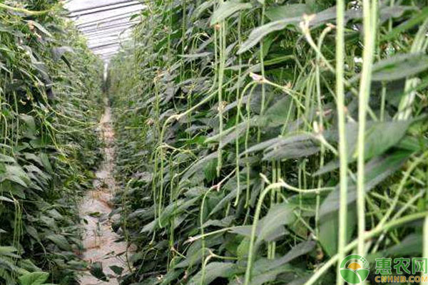豆角的种植方法与管理技术-图片版权归惠农网所有