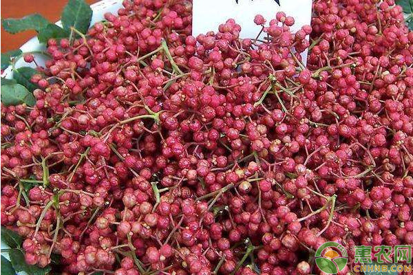 花椒樹的種植方法和管理技術(shù)-圖片版權(quán)歸惠農(nóng)網(wǎng)所有