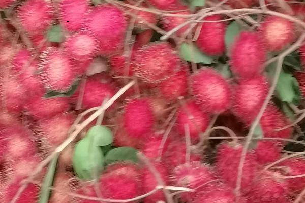 红毛丹什么季节上市？