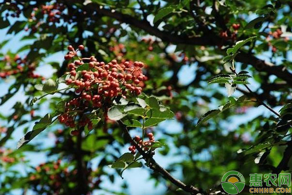 花椒樹的種植方法和管理技術(shù)-圖片版權(quán)歸惠農(nóng)網(wǎng)所有