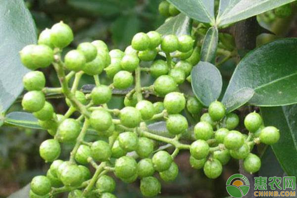 花椒樹的種植方法和管理技術(shù)-圖片版權(quán)歸惠農(nóng)網(wǎng)所有
