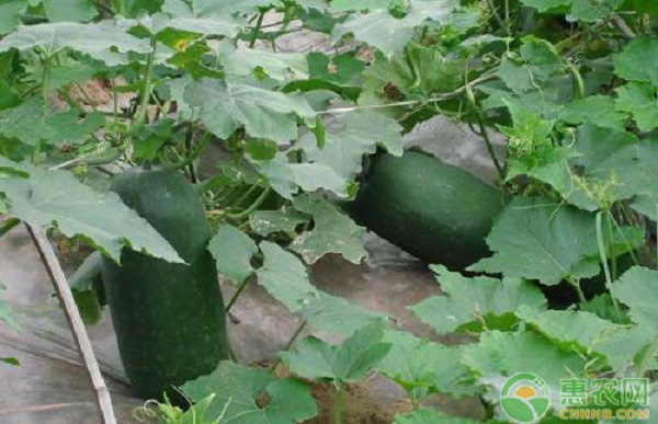 冬瓜種植技術(shù)及管理-圖片版權(quán)歸惠農(nóng)網(wǎng)所有