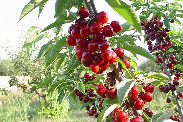 樱桃成熟季节是好久？