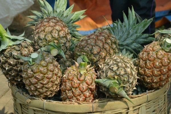 凤梨成熟季节是几月？