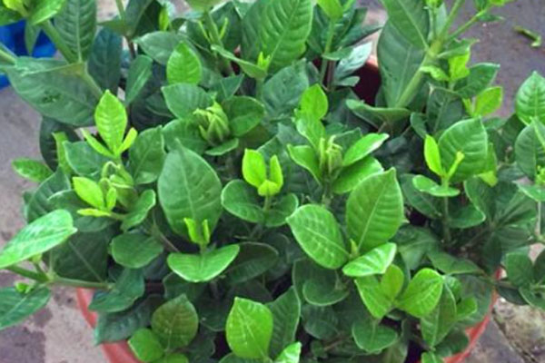 栀子花喜水还是耐旱？