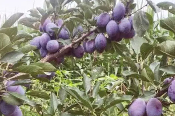 新疆西梅什么季节成熟？