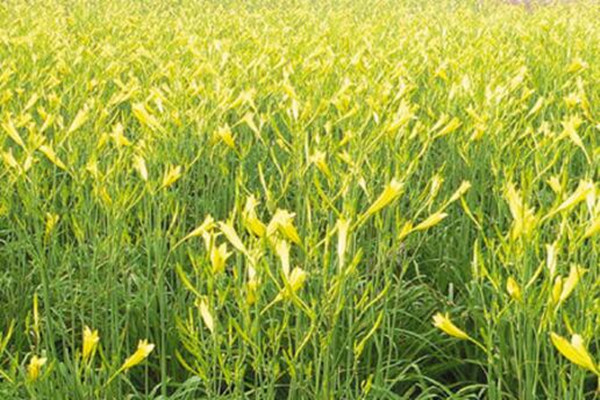 黄花菜产地哪里最出名？