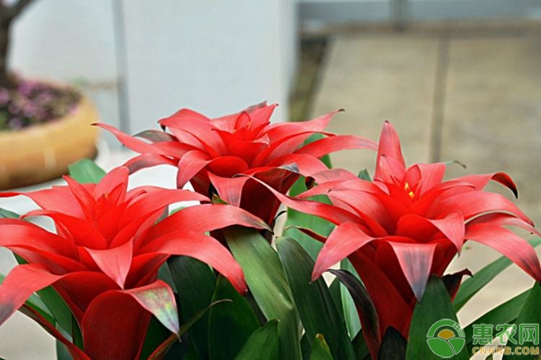 鴻運(yùn)當(dāng)頭花怎么養(yǎng)怎么澆水？-圖片版權(quán)歸惠農(nóng)網(wǎng)所有