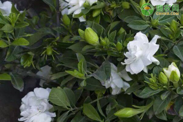 栀子花几天浇水一次？-图片版权归惠农网所有