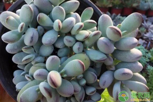 多肉多少天澆一次水?-圖片版權(quán)歸惠農(nóng)網(wǎng)所有