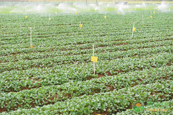 5月份蔬菜種植管理指南-圖片版權(quán)歸惠農(nóng)網(wǎng)所有