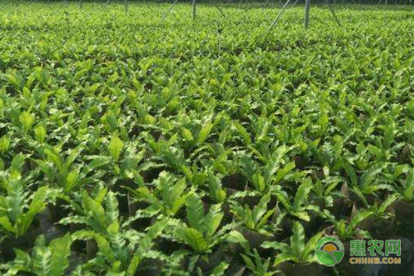 5月份蔬菜種植管理指南-圖片版權(quán)歸惠農(nóng)網(wǎng)所有