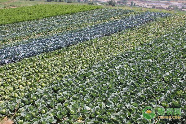 5月份蔬菜種植管理指南-圖片版權(quán)歸惠農(nóng)網(wǎng)所有