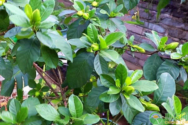 梔子花幾天澆一次水？-圖片版權(quán)歸惠農(nóng)網(wǎng)所有