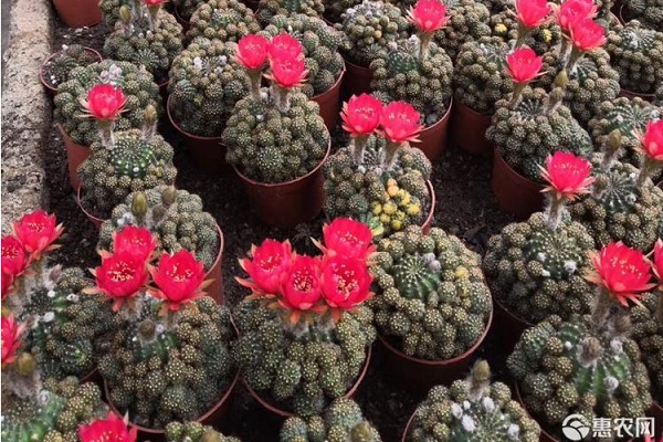 仙人球的種植方法-圖片版權(quán)歸惠農(nóng)網(wǎng)所有