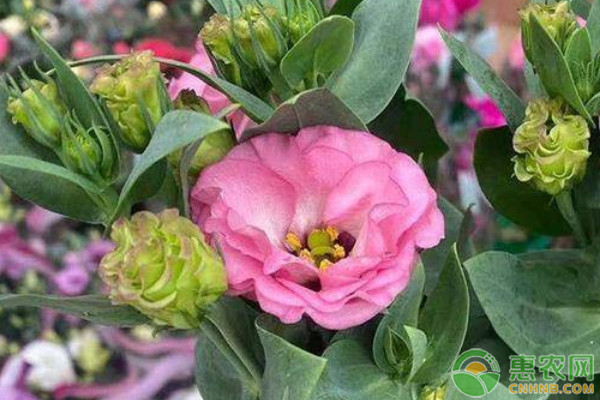 洋桔梗的種植方法和時間-圖片版權(quán)歸惠農(nóng)網(wǎng)所有