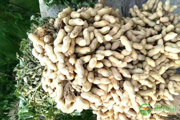 花生的正確種植方法-圖片版權(quán)歸惠農(nóng)網(wǎng)所有