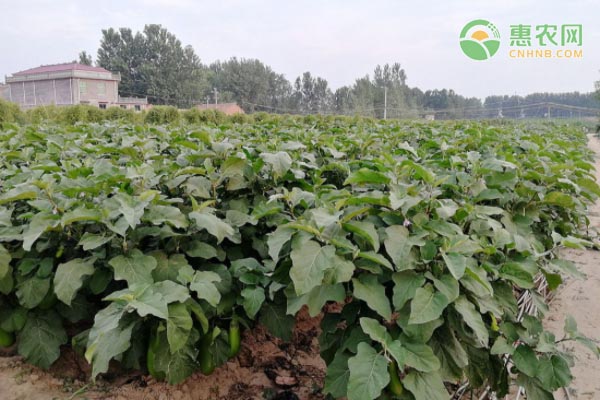 茄子種植的方法與技術(shù)-圖片版權(quán)歸惠農(nóng)網(wǎng)所有