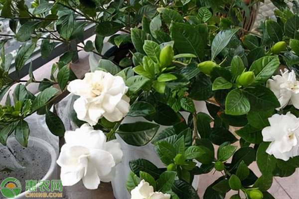 梔子花幾天澆一次水？-圖片版權(quán)歸惠農(nóng)網(wǎng)所有