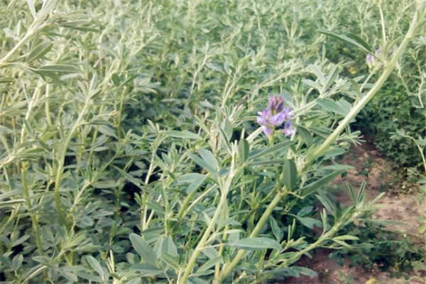 紫花苜蓿草籽多少钱一斤？