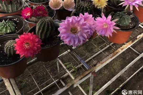 仙人球的種植方法-圖片版權(quán)歸惠農(nóng)網(wǎng)所有