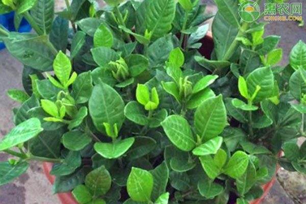 梔子花幾天澆一次水？-圖片版權(quán)歸惠農(nóng)網(wǎng)所有