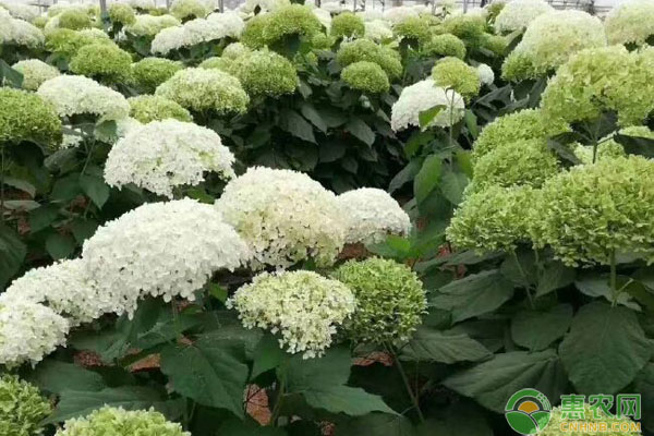 繡球花幾天澆一次水？-圖片版權(quán)歸惠農(nóng)網(wǎng)所有
