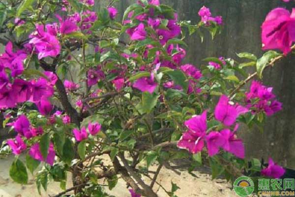 三角梅幾天澆一次水？-圖片版權(quán)歸惠農(nóng)網(wǎng)所有