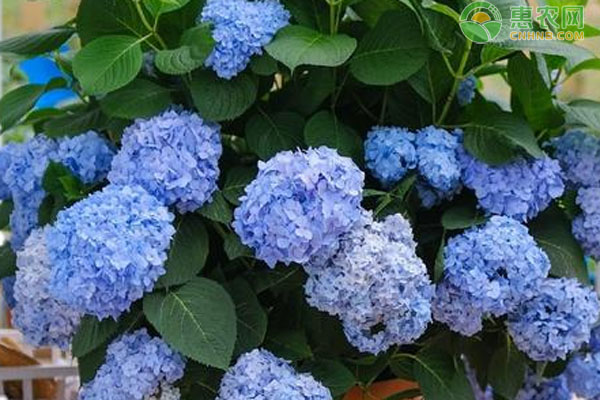 繡球花幾天澆一次水？-圖片版權(quán)歸惠農(nóng)網(wǎng)所有