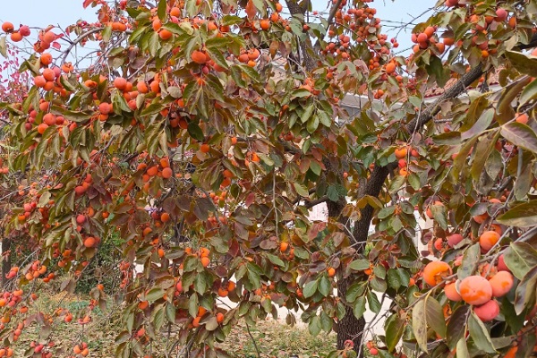 柿子上市的季节是几月？