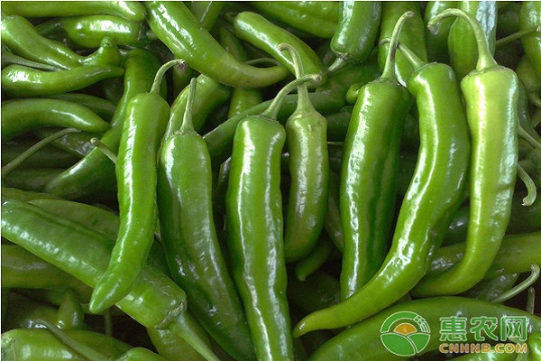 尖椒种植技术和管理方法-图片版权归惠农网所有