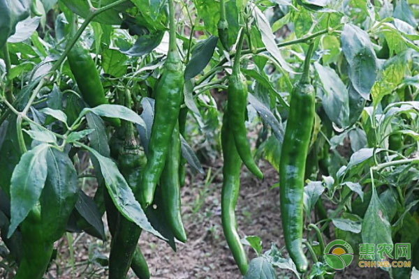 尖椒种植技术和管理方法-图片版权归惠农网所有