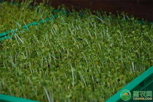 剛栽的菜苗幾天澆一次水？-圖片版權(quán)歸惠農(nóng)網(wǎng)所有