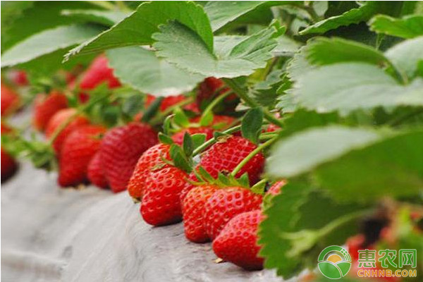 草莓种苗的种植方法及管理-图片版权归惠农网所有